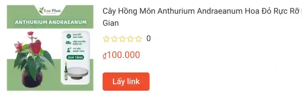 Cay Hong Mon Anthurium Andraeanum Hoa Do Ruc Ro | Monsteraholic