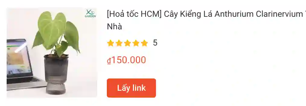 Cay Kieng La Anthurium Clarinervium | Monsteraholic