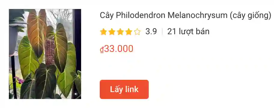 Cay Philodendron Melanochrysum cay giong | Monsteraholic