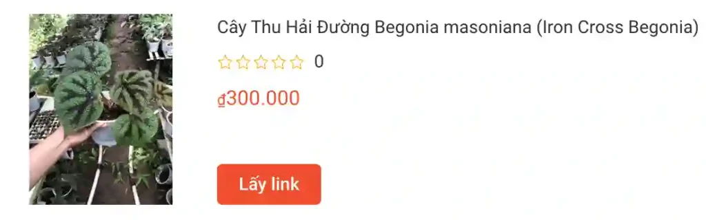 Cay Thu Hai Duong Begonia masoniana Iron Cross Begonia | Monsteraholic