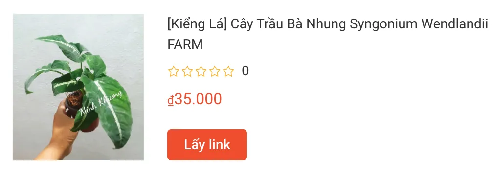 Cay Trau Ba Nhung Syngonium Wendlandii | Monsteraholic