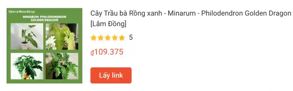 Những điều có thể bạn chưa biết về Philodendron Golden Dragon - Trầu bà rồng vàng 1 Cay Trau ba Rong xanh Minarum Philodendron Golden Dragon | Monsteraholic