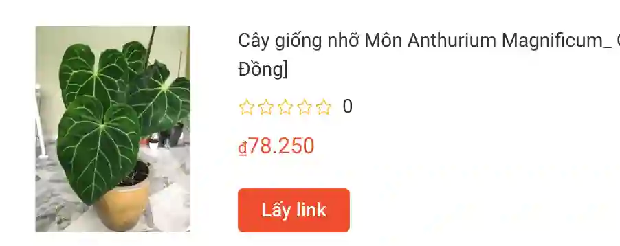 Cay giong nho Mon Anthurium Magnificum | Monsteraholic