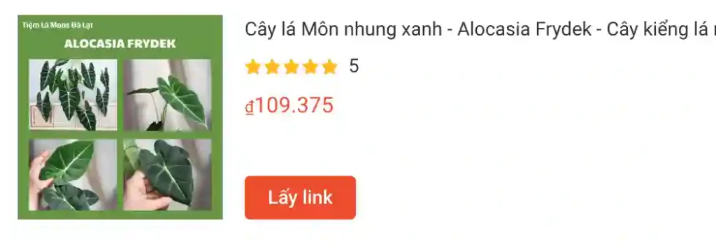 Những điều có thể bạn chưa biết về Alocasia Frydek - Môn nhung 1 Cay la Mon nhung xanh Alocasia Frydek Cay kieng la | Monsteraholic
