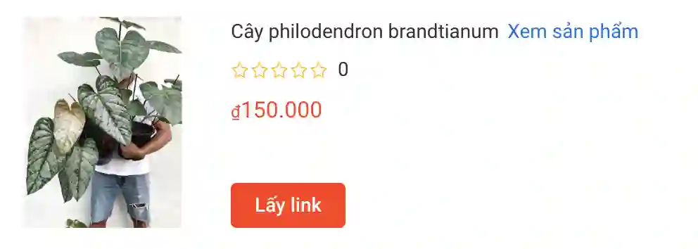 Cay philodendron brandtianum | Monsteraholic