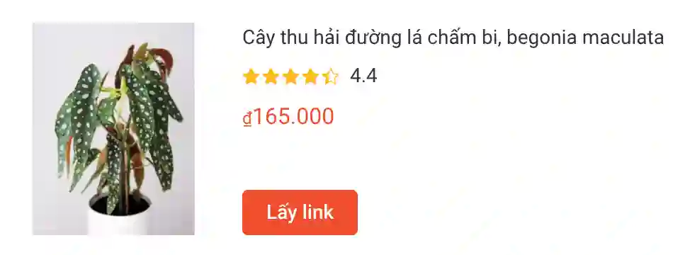 Những điều có thể bạn chưa biết về Begonia Maculata - Thu hải đường chấm bi 1 Cay thu hai duong la cham bi begonia maculata | Monsteraholic
