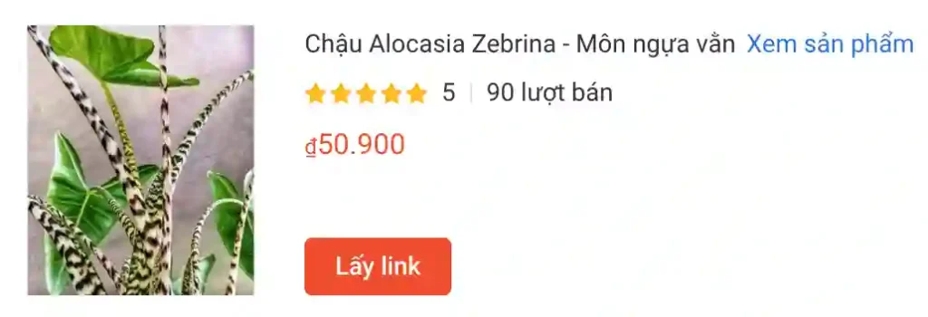 Chau Alocasia Zebrina Mon ngua van | Monsteraholic