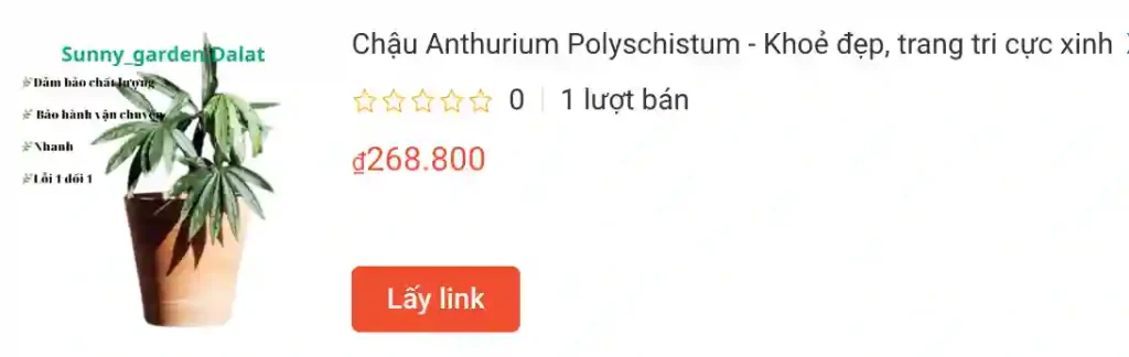 Những điều có thể bạn chưa biết về Anthurium Polyschistum 1 Chau Anthurium Polyschistum Khoe dep trang tri cuc xinh | Monsteraholic
