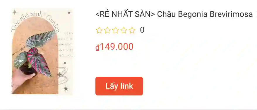 Những điều có thể bạn chưa biết về Begonia Brevirimosa 1 Chau Begonia Brevirimosa | Monsteraholic