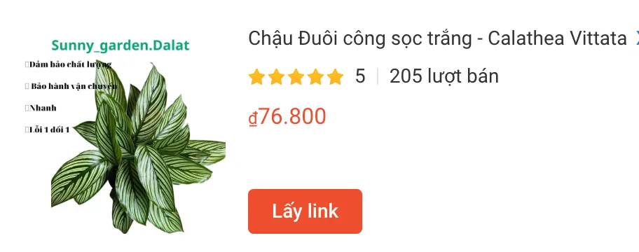 Những điều có thể bạn chưa biết về Calathea Vittata 1 Chau Duoi cong soc trang Calathea Vittata | Monsteraholic