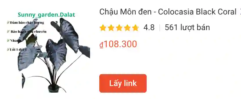 Chau Mon den Colocasia Black Coral | Monsteraholic