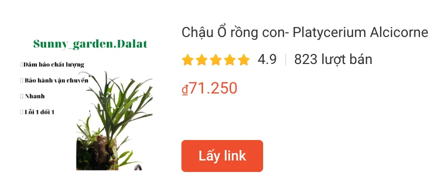 Những điều có thể bạn chưa biết về Platycerium Alcicorne - Ổ rồng 1 Chau O rong con Platycerium Alcicorne | Monsteraholic