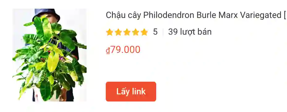 Những điều có thể bạn chưa biết về Philodendron Burle Marx - Trầu bà tỷ phú 2 Chau cay Philodendron Burle Marx Variegated | Monsteraholic