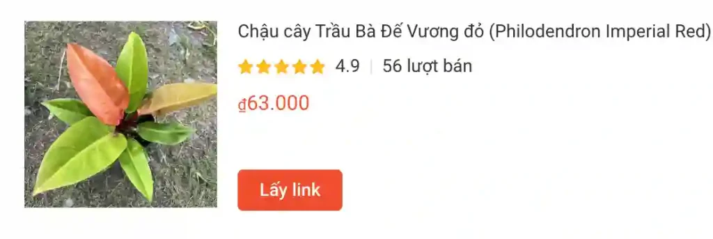 Chau cay Trau Ba De Vuong do Philodendron Imperial Red | Monsteraholic