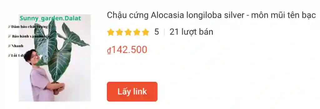 Chau cung Alocasia longiloba silver mon mui ten bac | Monsteraholic