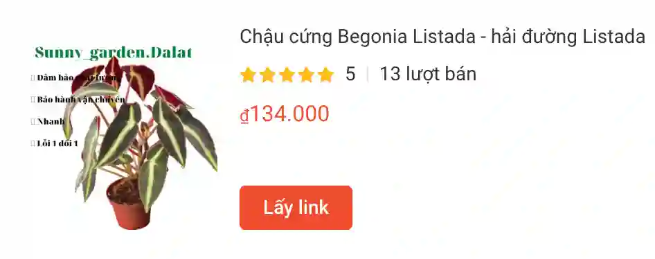 Chau cung Begonia Listada hai duong Listada | Monsteraholic