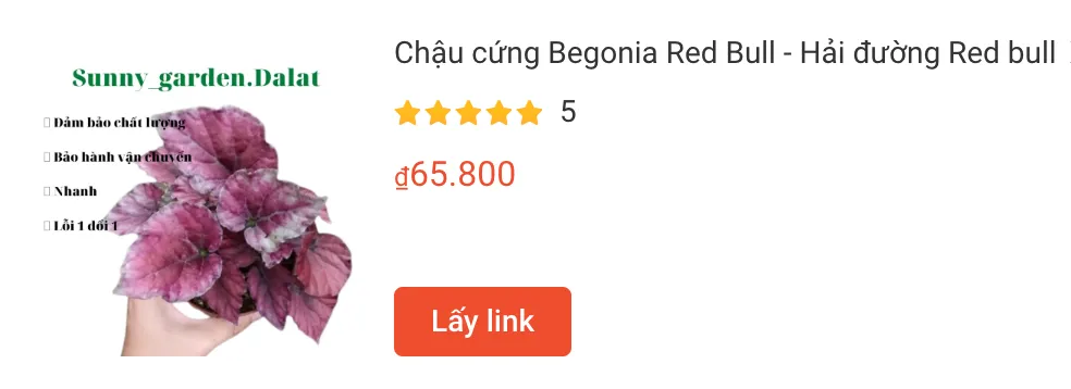 Chau cung Begonia Red Bull Hai duong Red bull | Monsteraholic