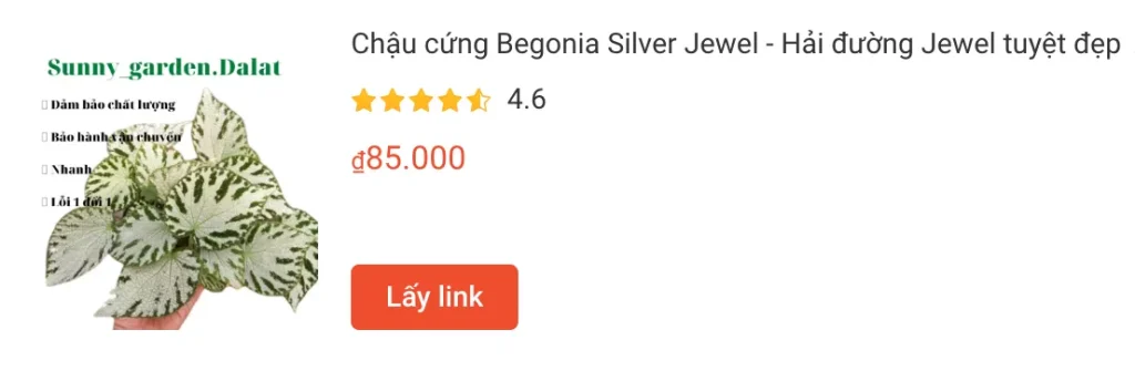 Từ chồi non đến tán lá vĩ đại: Hành trình 2 năm cùng Begonia Silver Jewel 1 Chau cung Begonia Silver Jewel Hai duong Jewel tuyet dep | Monsteraholic
