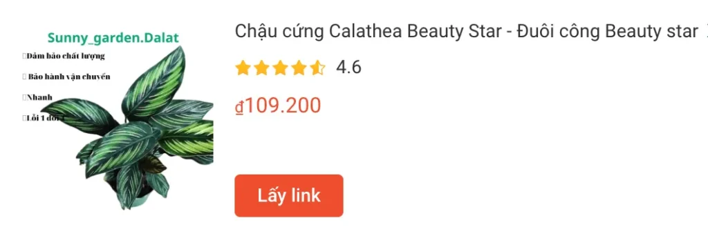 Những điều có thể bạn chưa biết về Calathea Beauty Star 1 Chau cung Calathea Beauty Star Duoi cong Beauty star | Monsteraholic