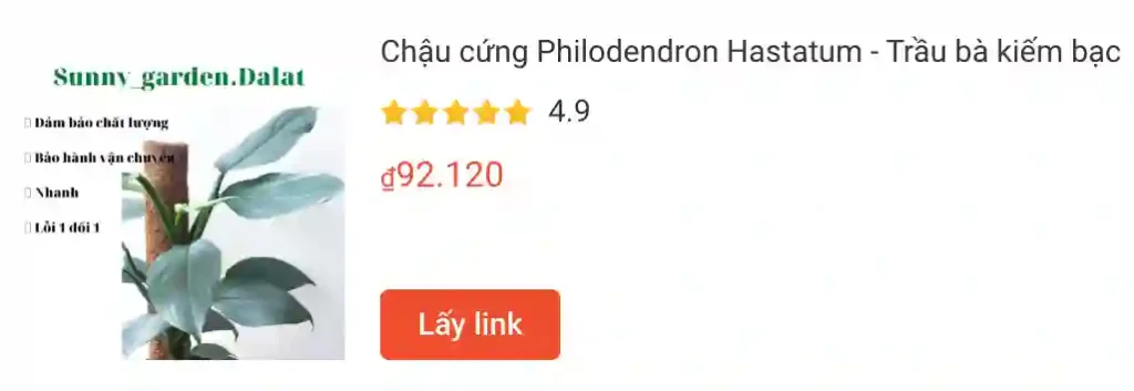 Những điều có thể bạn chưa biết về Philodendron Hastatum - Trầu bà kiếm bạc 1 Chau cung Philodendron Hastatum Trau ba kiem bac | Monsteraholic