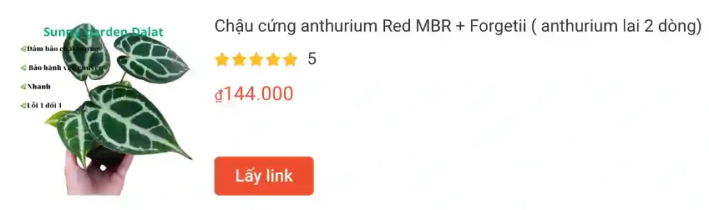 Những điều có thể bạn chưa biết về Anthurium Forgetii hybrid 1 Chau cung anthurium Red MBR Forgetii anthurium lai 2 dong | Monsteraholic