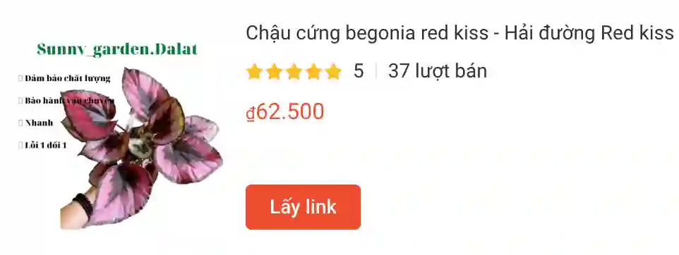 Chau cung begonia red kiss Hai duong Red kiss | Monsteraholic