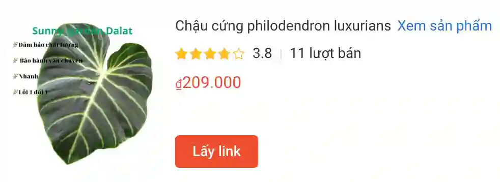 Chau cung philodendron | Monsteraholic