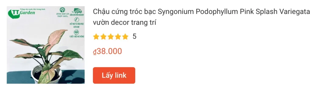 Chau cung troc bac Syngonium Podophyllum Pink Splash Variegata | Monsteraholic