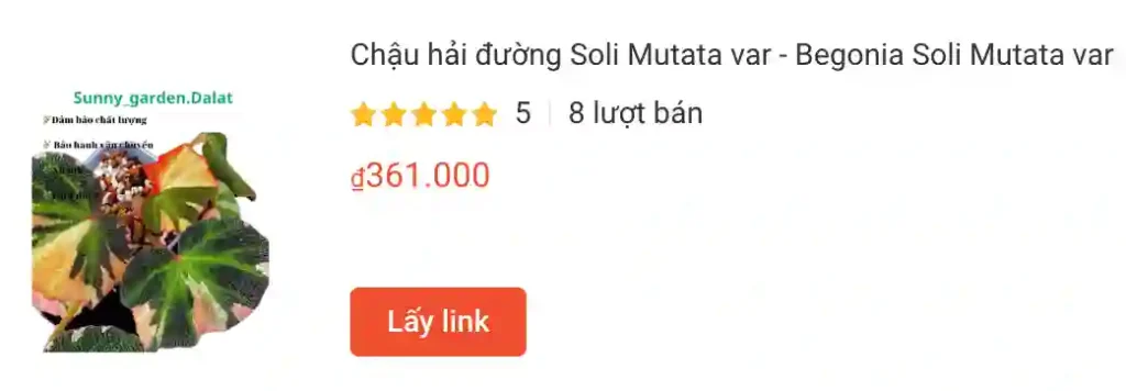 Những điều có thể bạn chưa biết về Begonia soli-mutata - Bỏng Cảm Quang 1 Chau hai duong Soli Mutata var | Monsteraholic