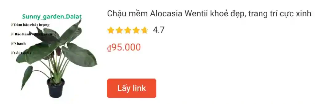 Những điều có thể bạn chưa biết về Alocasia Wentii 1 Chau mem Alocasia Wentii khoe dep trang tri cuc xinh | Monsteraholic