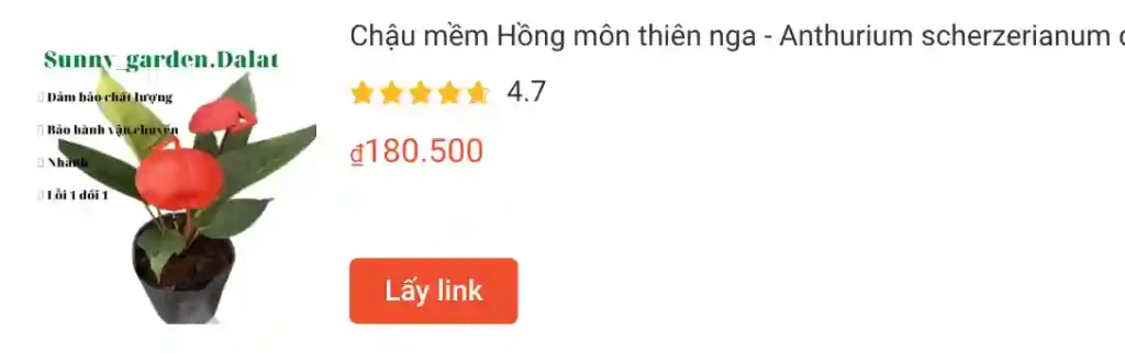 Chau mem Hong mon thien nga Anthurium scherzerianum | Monsteraholic