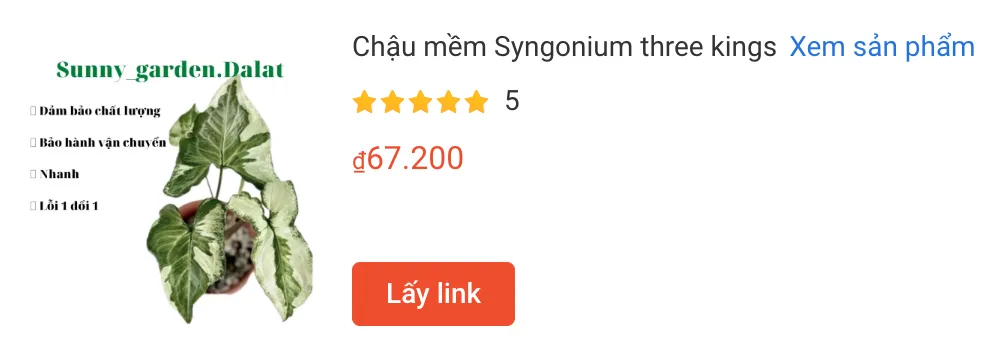 Chau mem Syngonium three kings | Monsteraholic
