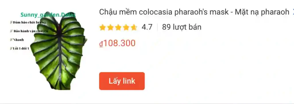 Chau mem colocasia pharaohs mask Mat na pharaoh | Monsteraholic