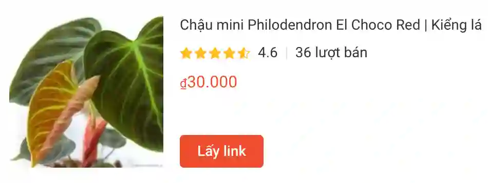 Chau mini Philodendron El Choco Red Kieng la | Monsteraholic