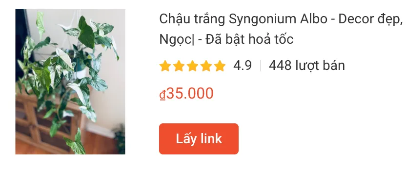 Chau trang Syngonium Albo | Monsteraholic