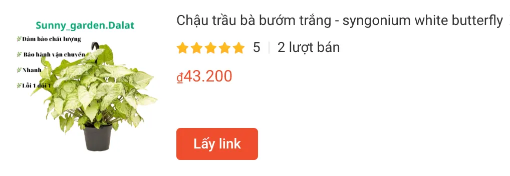 Chau trau ba buom trang syngonium white butterfly | Monsteraholic