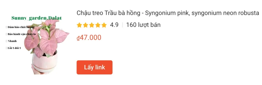 Chau treo Trau ba hong Syngonium pink syngonium neon robusta | Monsteraholic