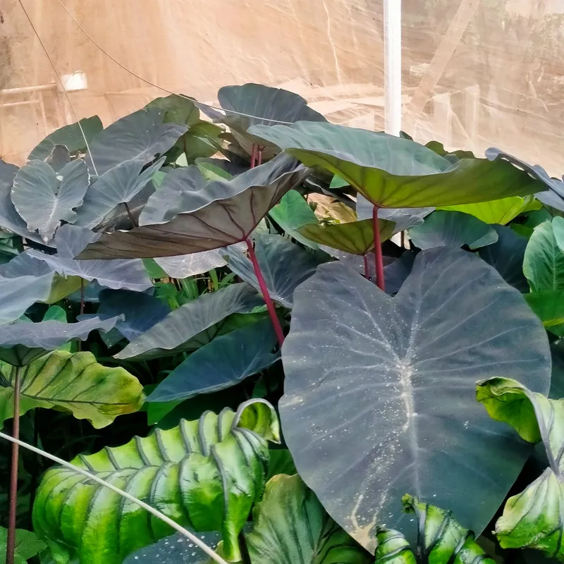 Colocasia Black Magic