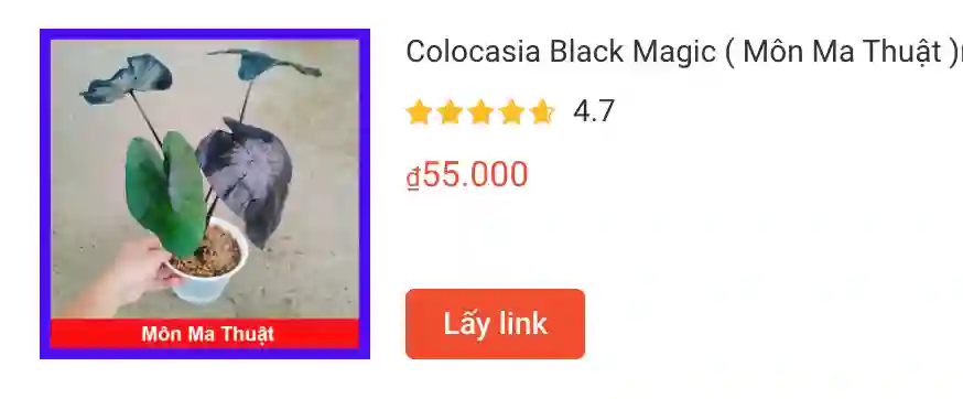 Colocasia Black Magic Mon Ma Thuat | Monsteraholic