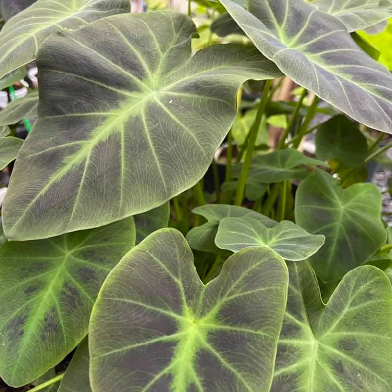 Colocasia Coal Miner 5 monsteraholic