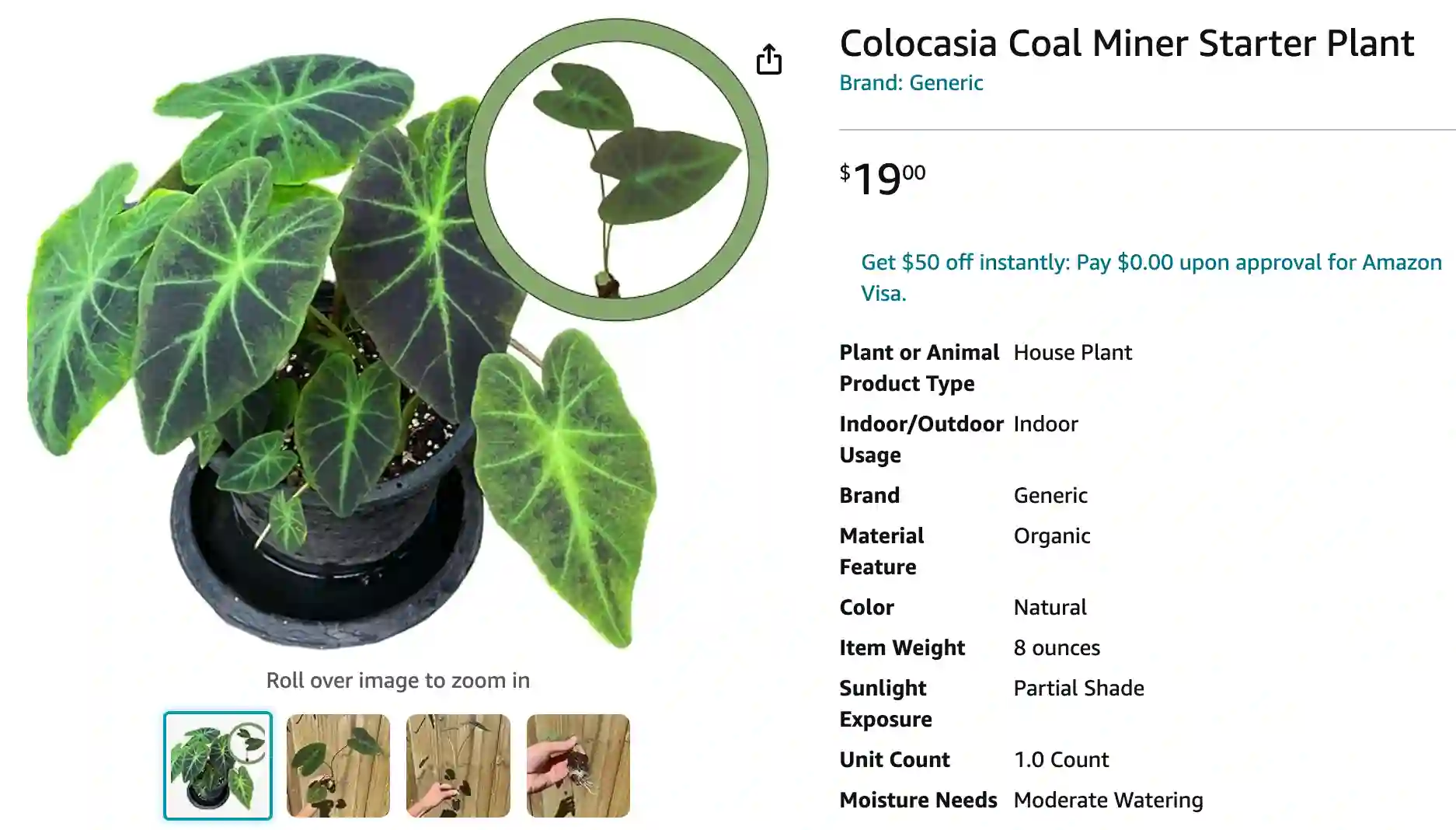 Colocasia Coal Miner | Monsteraholic