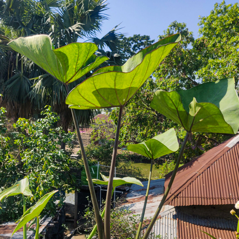Colocasia Coffee Cup Plant 101