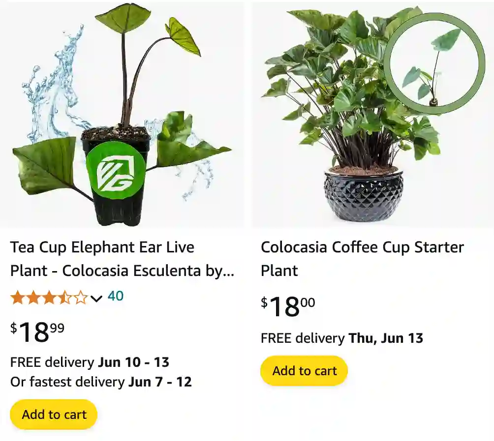Colocasia Coffee Cup | Monsteraholic