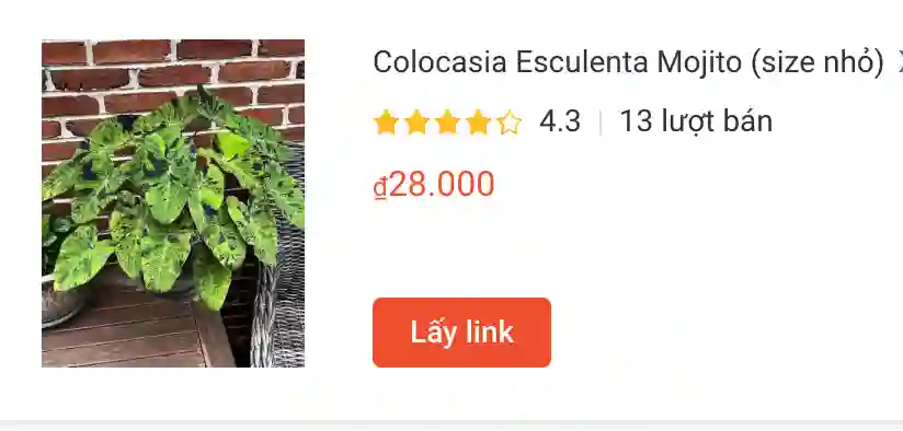 Những điều có thể bạn chưa biết về Colocasia Mojito 1 Colocasia Esculenta Mojito size nho | Monsteraholic