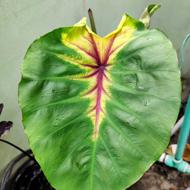 Colocasia Light Pillar Plant 101 9120