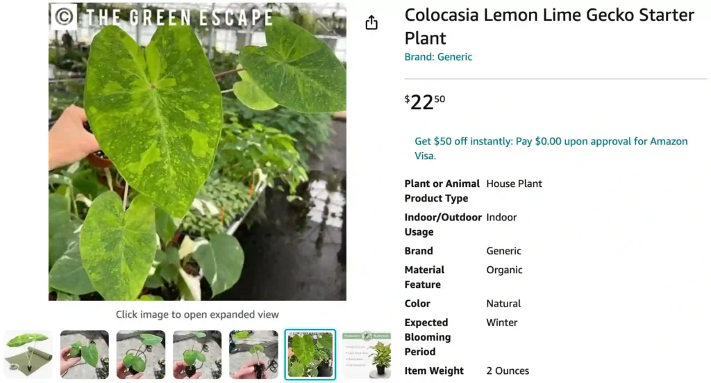 Colocasia Lime Gecko | Monsteraholic