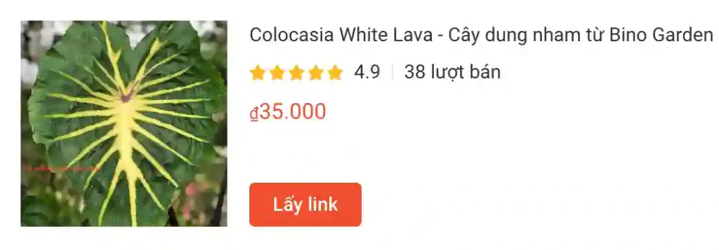 Colocasia White Lava Cay dung nham | Monsteraholic