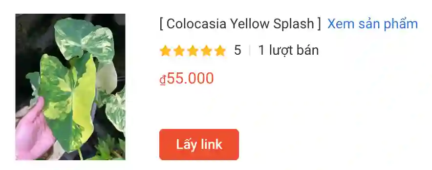 Colocasia Yellow Splash | Monsteraholic