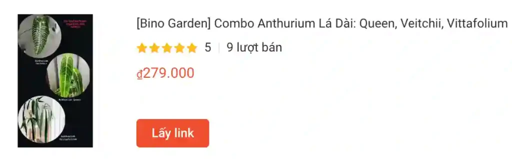 Những điều có thể bạn chưa biết về Anthurium Veitchii - King Anthurium 1 Combo Anthurium La Dai Queen Veitchii Vittafolium | Monsteraholic