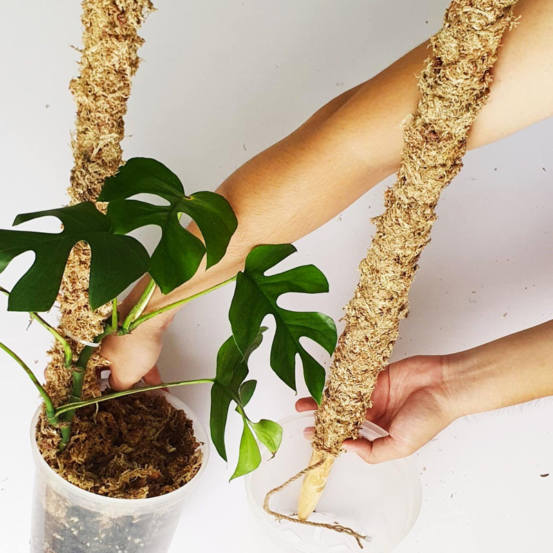 DIY Moss Pole For Monstera (Updated May 2023)